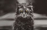 Pet-Sematary-2019-Trailer-cat