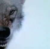 merlin-series-5-wolf