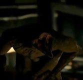 primeval 403