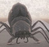 primeval-new-world-103-queen-beetle